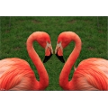 Ein Herz für Flamingos